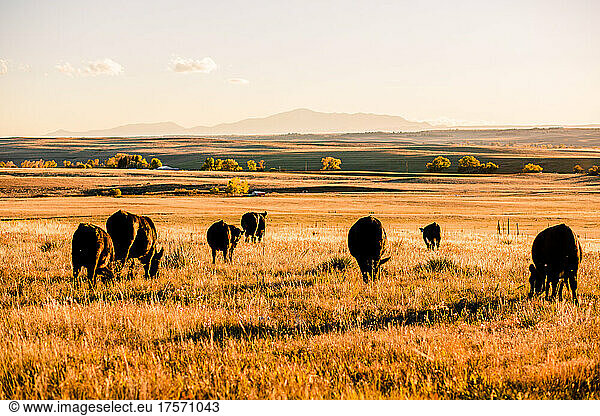 Cattle Grazing at Sunset with Mountain View