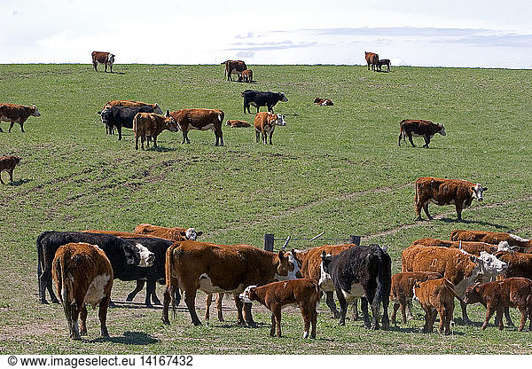 Cattle Round Up