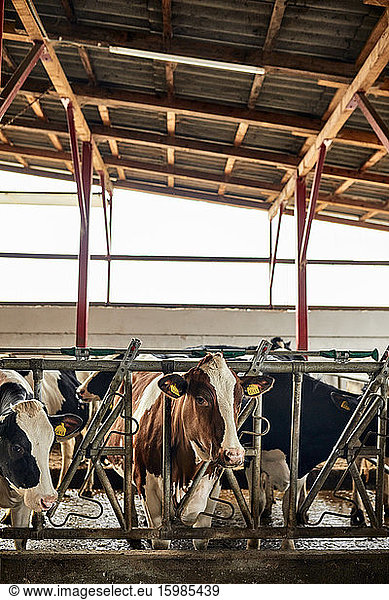 Cattle standing in pen at barn