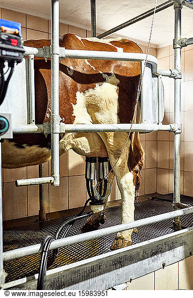 Cattle with milking machine standing in dairy farm