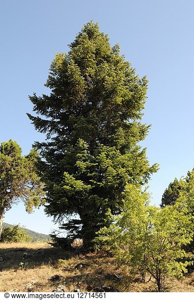 Caucasian fir (Abies nordmanniana) is a coniferous tree native to Caucasus and Turkey mountains. This photo was taken in Turkey.