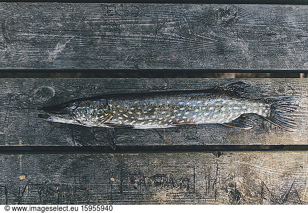 Caught pike on wood