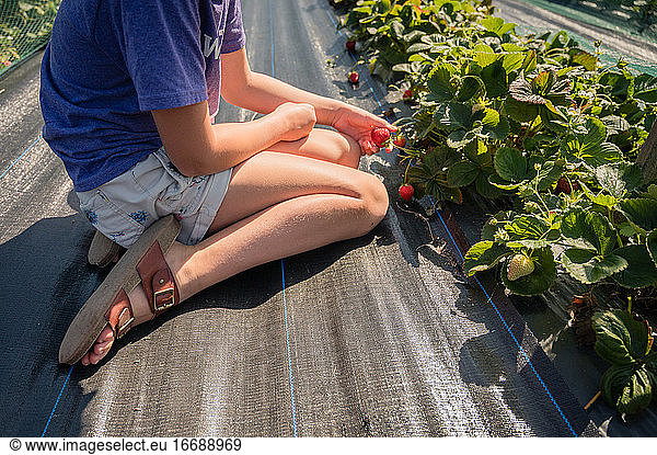 Causal young girl sitting on ground and picking a strawberry at a strawberry farm