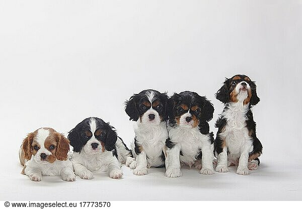 Cavalier King Charles Spaniel  puppies  tricolour and blenheim  7 weeks