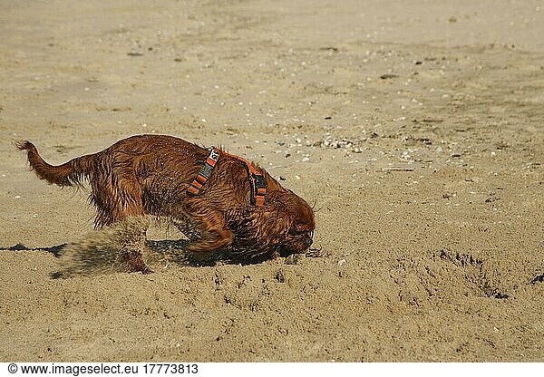 Cavalier King Charles Spaniel  ruby  buddelt am Strand  buddeln  buddelnd  graben  grabend  gräbt  Geschirr