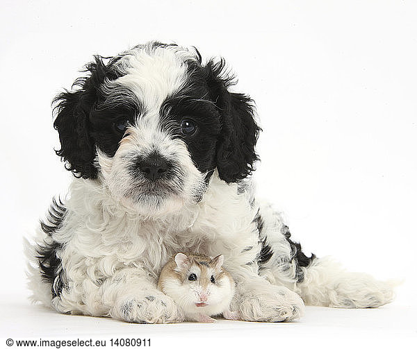 Cavapoo Puppy and Roborovski Hamster