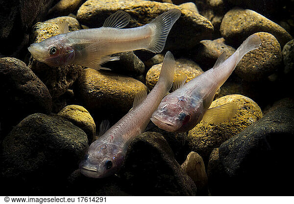 Cave fish swim in low waters in Cueva de Villa Luz in Tabasco  Mexico.; Tabasco State  Mexico.