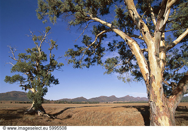 Cazneaux Baum  Red River Gum  Wilpena  Flinders Range  South Australia  Australien  Pazifik