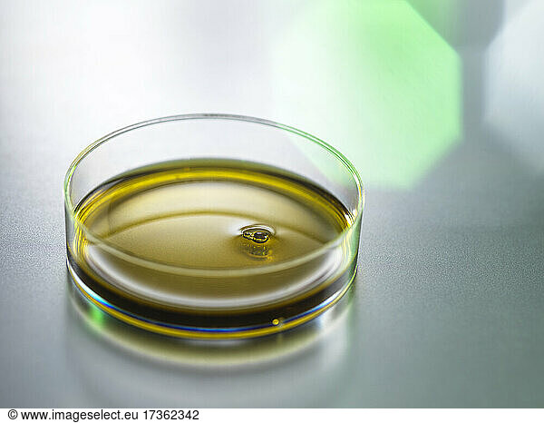 CBD oil in Petri dish