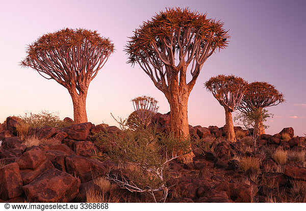 CBitte  Kocherbaum  Baum  Köcherbaum  Quiver Tree Restcamp  Keetmanshoop  Region Karas  Namibia  Afrika  Reisen  Natur