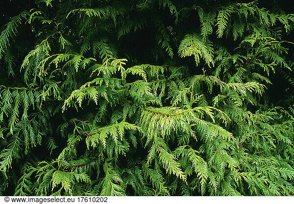 Cedar Tree  Britisch-Kolumbien  Kanada