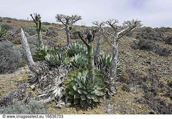 Cedros Island Agave (Agave sebastiana)  is found on several of the Pacific coastal islands of Baja California  Mexico.