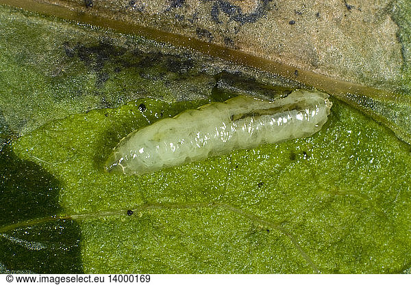 Celery Fly Larva Celery Fly Larva,agricultural,celery fly,diptera ...