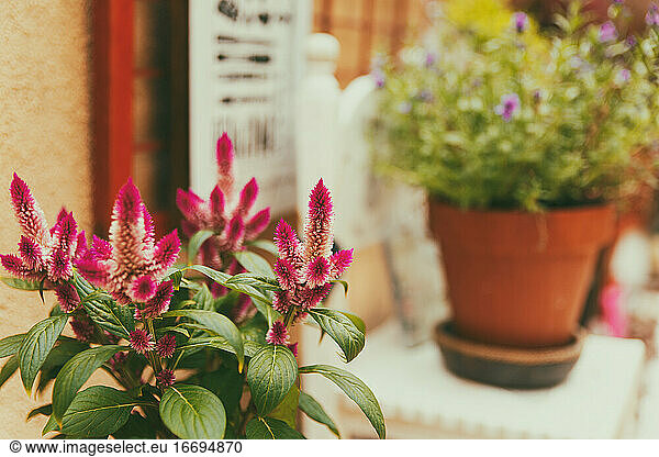 Celosia-Pflanze auf städtischer Terrasse