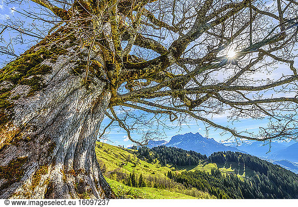 Centenary maple facing the Mont Blanc massif  Mayeres alpine pastures  Sallanches region  Haute Savoie  Alps  France