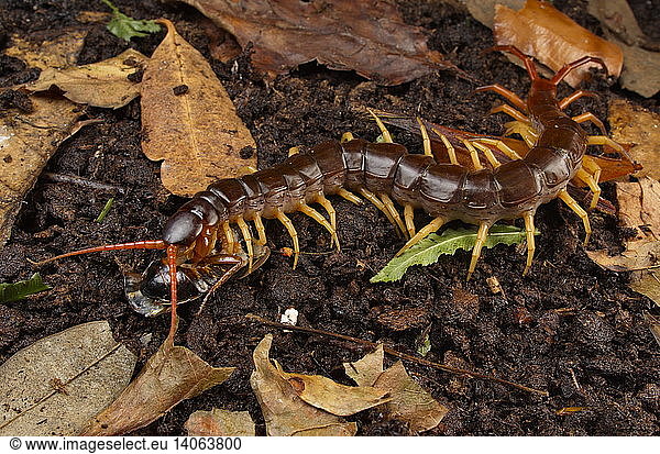 Centipede eating prey