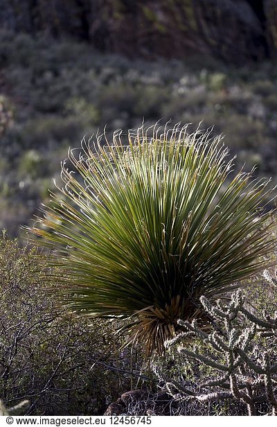 Central America,  Mexico,  Baja California Sur,  Sierra San Francisco,  semi desert landscape,  cacti.