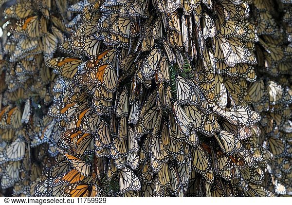 Central America,  Mexico,  State of Michoacan,  Angangueo,  Reserve of the Biosfera Monarca El Rosario,  monarch butterfly (Danaus plexippus),  In wintering from November to March in oyamel pine forests (Abies religiosa).