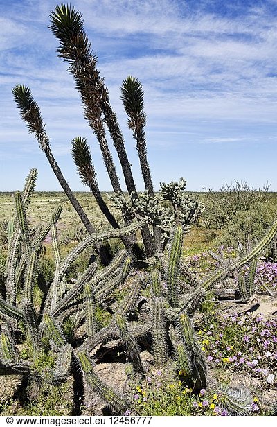 Central America  Mexico  Baja California Sur  Guerrero Negro  Desert in bloom after a rain with a Joshua Tree (Yucca brevifolia).