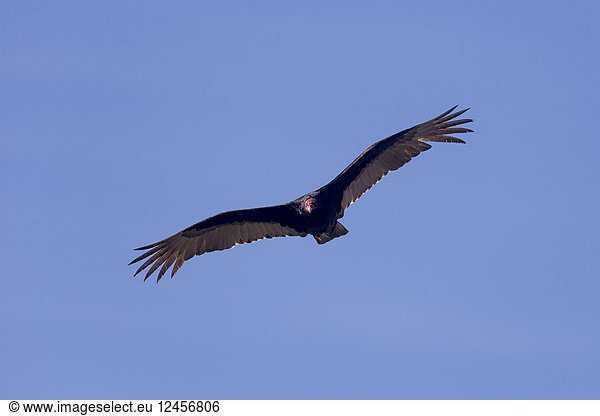 Central America  Mexico  Baja California Sur  Turkey vulture (Cathartes aura)  in flight.