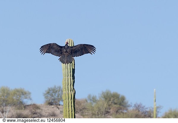 Central America  Mexico  Baja California Sur  Turkey vulture (Cathartes aura)  perched on a cactus.