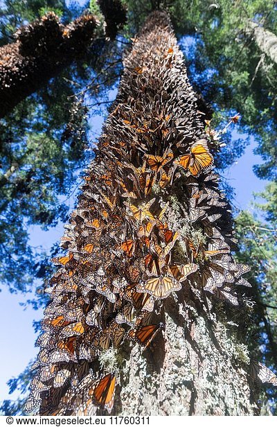Central America  Mexico  State of Michoacan  Angangueo  Reserve of the Biosfera Monarca El Rosario  monarch butterfly (Danaus plexippus)  In wintering from November to March in oyamel pine forests (Abies religiosa).