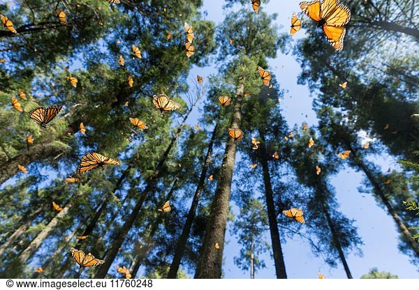 Central America  Mexico  State of Michoacan  Angangueo  Reserve of the Biosfera Monarca Sierra Chincua  monarch butterfly (Danaus plexippus)  In wintering from November to March in oyamel pine forests (Abies religiosa).