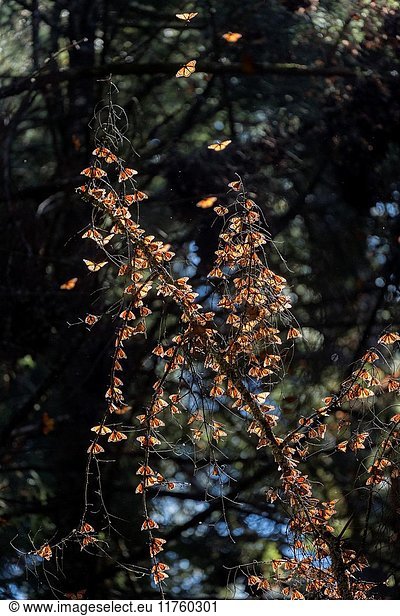 Central America  Mexico  State of Michoacan  Angangueo  Reserve of the Biosfera Monarca Sierra Chincua  monarch butterfly (Danaus plexippus)  In wintering from November to March in oyamel pine forests (Abies religiosa).