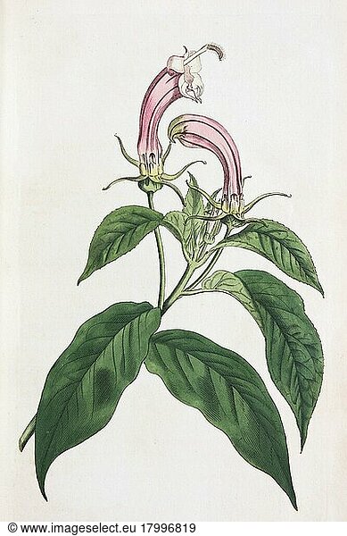 Centropogon cornutus  hand-colored copper engraving by Sansom from William Curtis Botanical Magazine  London  1793