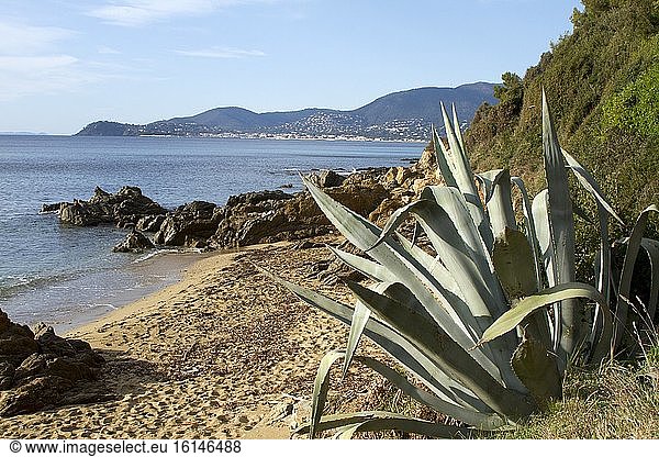 Century Plant (Agave americana) naturalized by the sea  La Croix Valmer  Var  France.