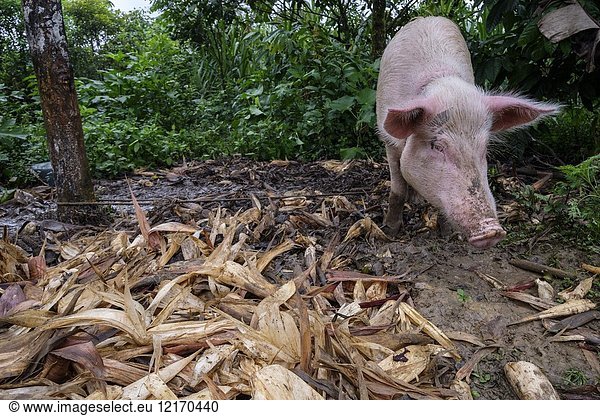 Cerdo  Tesoro Chiquito  La Taña  Franja Transversal del Norte   departamento de Quiché  Guatemala.