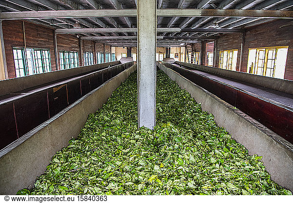 Ceylon tea leaves on a drying rack in Sri Lanka