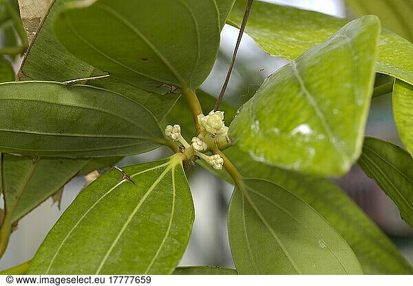 Ceylon-Zimtbaum