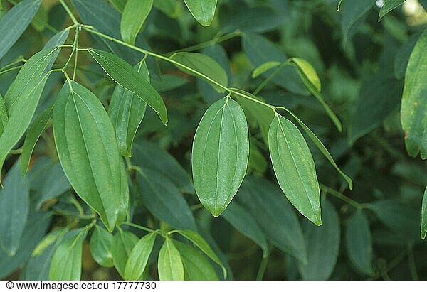 Ceylon-Zimtbaum