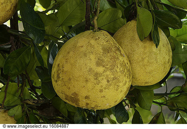 Chadeck fruit (Citrus grandis) on the tree in an orchard  French Guiana  France