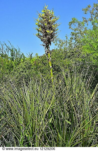 Chagual o pico espina (Puya chilensis) is a perennial plant endemic to Chile.