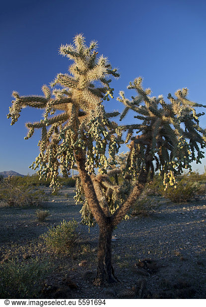 Chain-fruit Cholla Hanging Chain Cholla Jumping Cholla oder Boxing-Glove Cactus (Cylindropuntia fulgida) Kaktusgewächs Organ Pipe Cactus National Monument Ajo Arizona USA