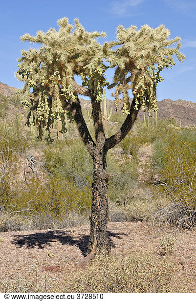 Chain Fruit Cholla oder Jumping Cholla (Opuntia fulgida)  Organ Pipe Cactus National Monument  südliches Arizona  USA