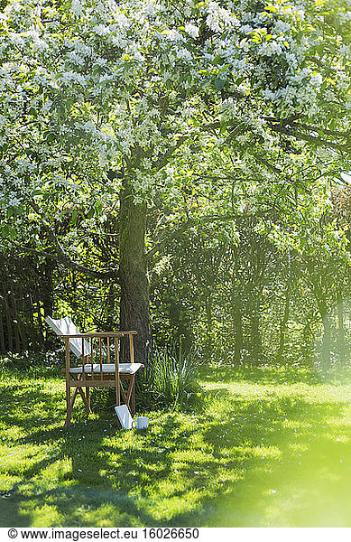 Chair below white flowering tree in sunny idyllic garden