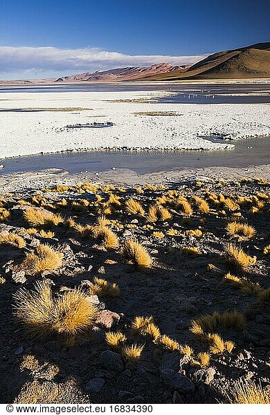 Chalviri-Salzwüste (Salar de Chalviri)  Altiplano von Bolivien im Nationalen Reservat der Andenfauna Eduardo Avaroa