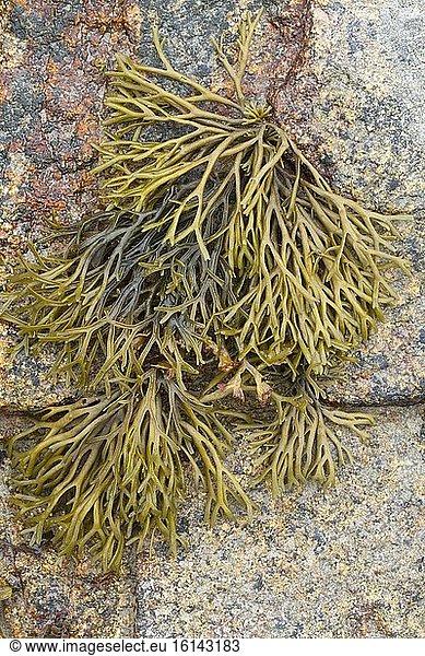 Channeled wrack - Pleubian Côtes-d'Armor. France