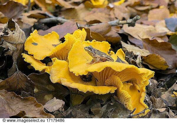 Chanterelle (Cantharellus cibarius)  edible mushroom  mushroom  edible  Common Frog (Rana temporaria)  Mecklenburg-Western Pomerania  Germany  Europe
