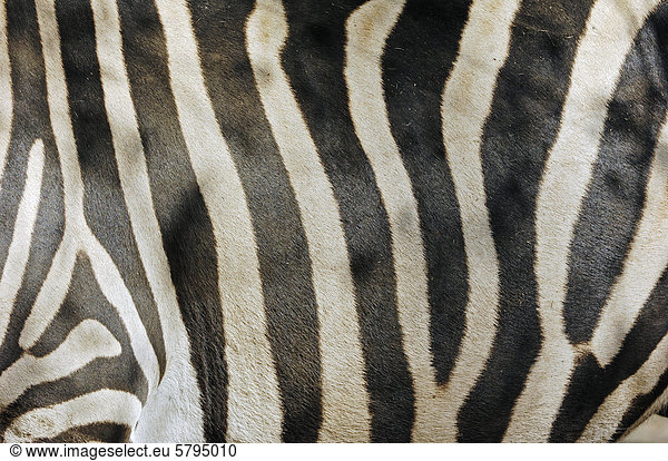 Chapman-Steppenzebra oder Chapman-Zebra (Equus quagga chapmani  Equus burchellii chapmani)  Felldetail  Vorkommen in Afrika  captive  Deutschland  Europa