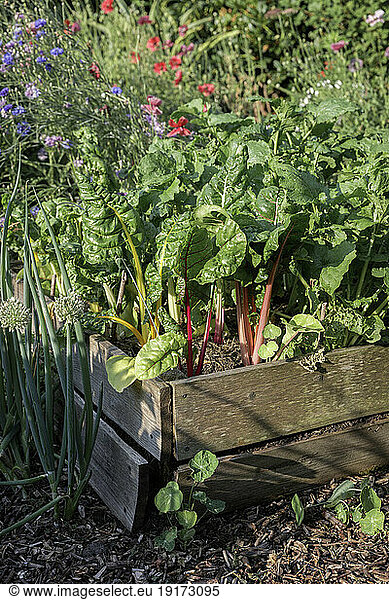 Chard and Welsh onions growing in vegetable garden