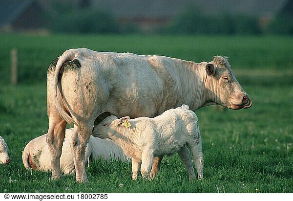 Charolais-Rinder  Kuh säugt Kalb  Kühe  Kühe Kälbchen  Kälbchen