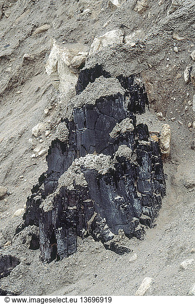 Charred tree trunk in 2000 year old pyroclastic flow  Meagher Creek  British Columbia  Canada.