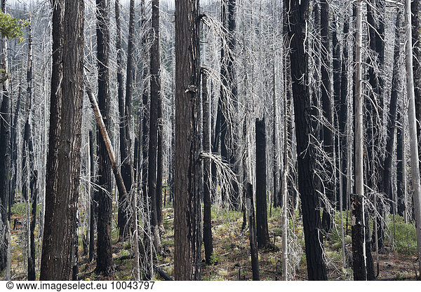 Charred tree trunks in the Willamette national forest after a fire.