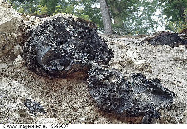 Charred tree trunks in volcanic pyroclastic flow approximately 2000 years before present. Pictured in Meager Creek  British Columbia  Canada. Pyroclastic flow is an extremely fast-moving current of hot gas and rock (tephra)