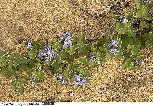 Chasteberry Vitex Ovata Runners Chasteberry Vitex Ovata Runners A