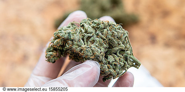checking the quality of marijuana buds in the male hand. Quality